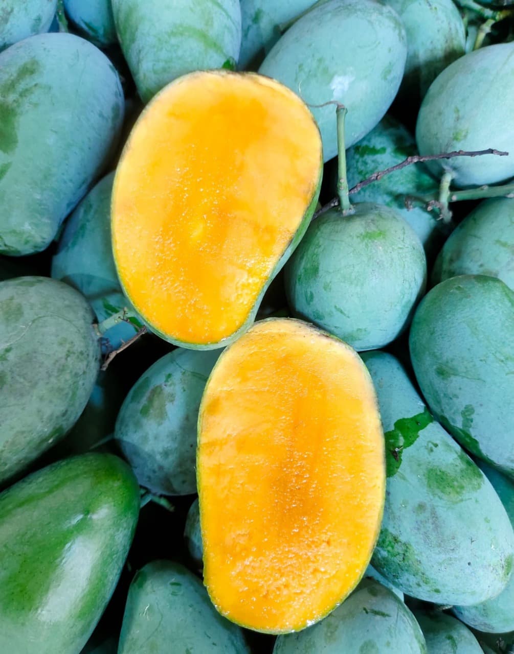 Amrupali (আম্রপালি)