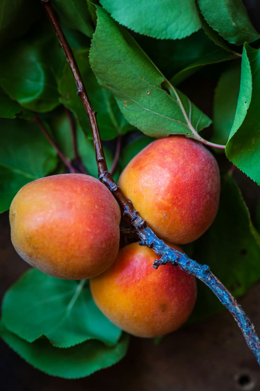 🥭 গোবিন্দভোগ আম – ঐতিহ্যের স্বাদ