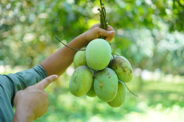 ল্যাংড়া আম