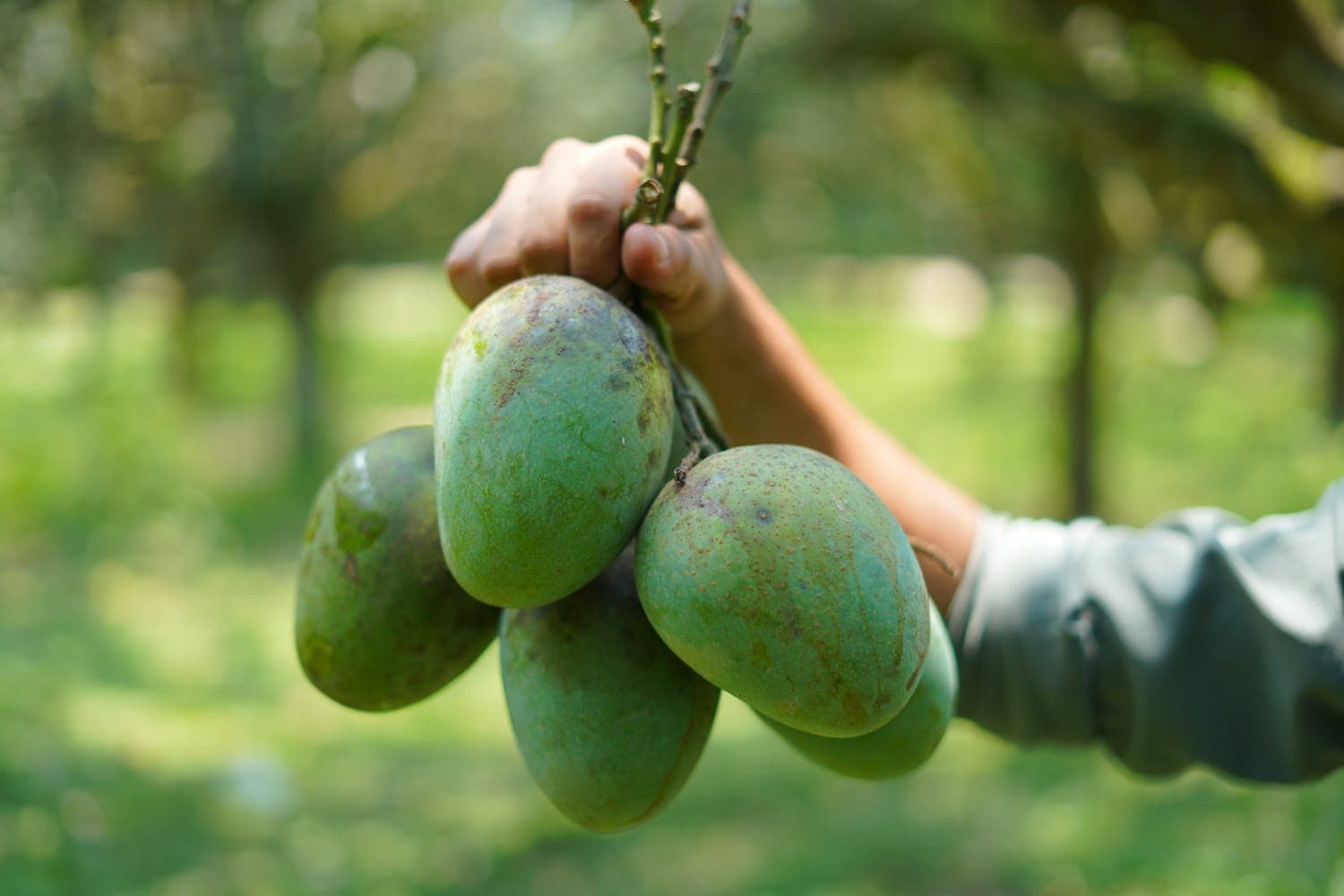 হিমসাগর