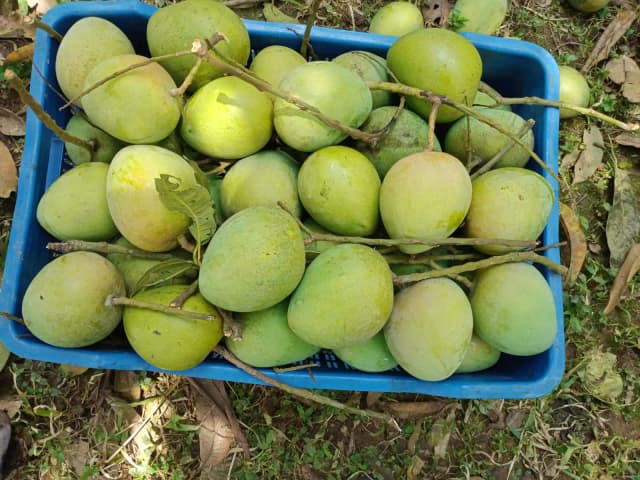 Harivanga (হাড়িভাঙ্গা আম)