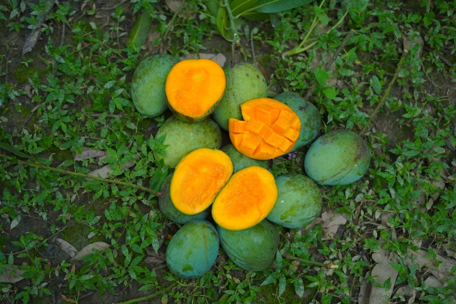 হিমসাগর