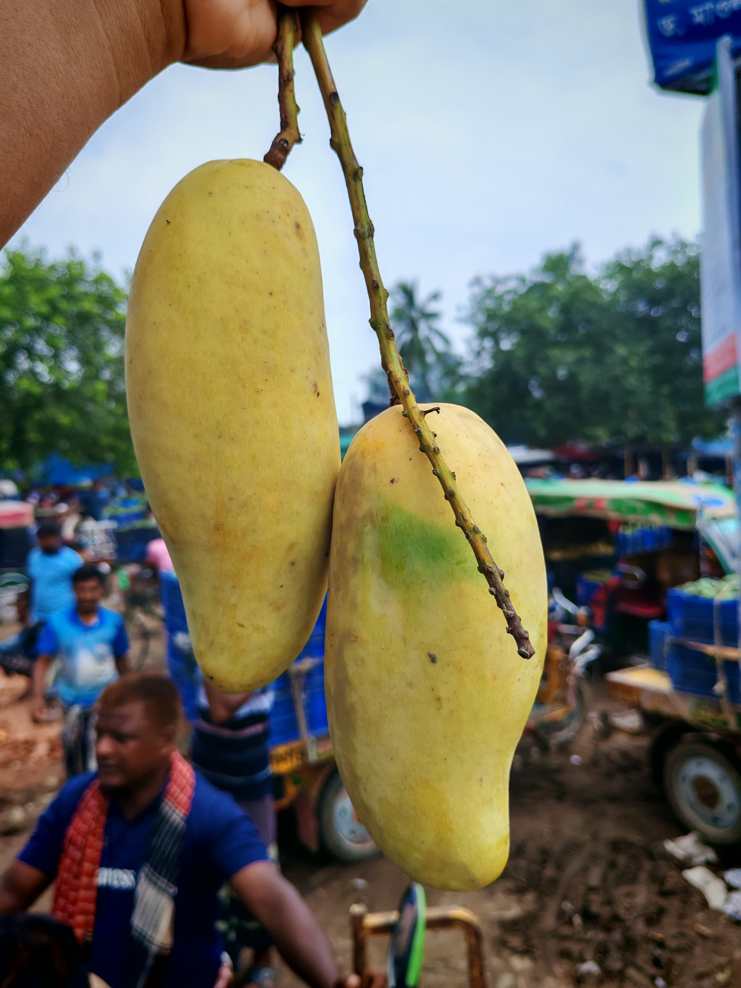 Banana (ব্যানানা আম)
