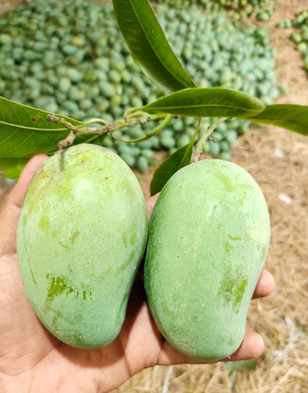 Amrupali (আম্রপালি)