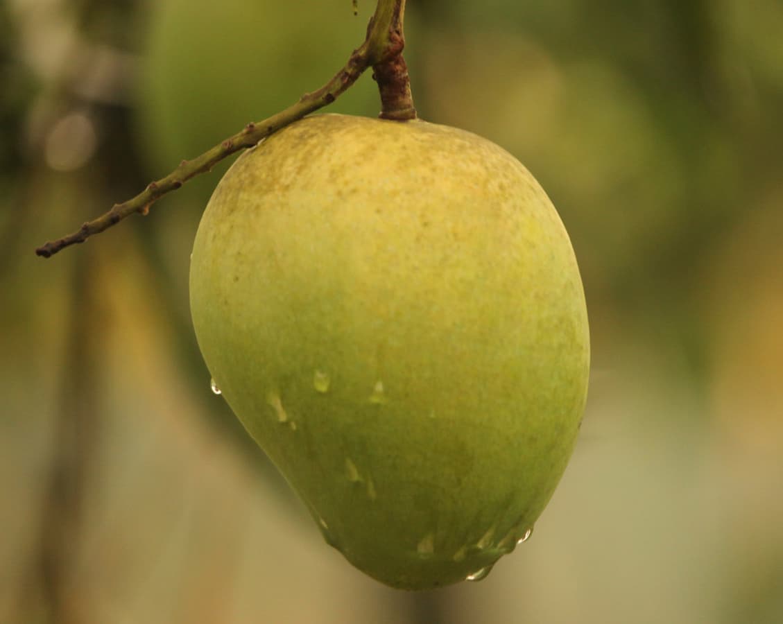 Harivanga (হাড়িভাঙ্গা আম)
